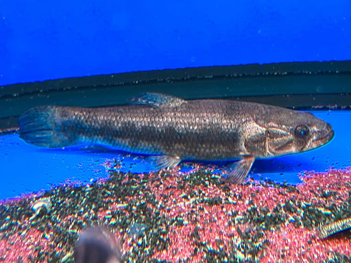* Other Species * Hoplias Lacerdae “Rio Uruguay” 28-32cm