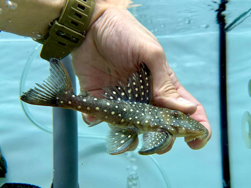 * Pleco *  L476 Black phantom 16-18cm