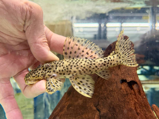 * Pleco *  L172 Golden vampire 14-16cm