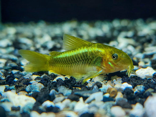 * Corydoras *  Osteogaster sp cw09 (Green laser cory)