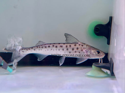 * Catfish *  Platynematichthys notatus “Lince catfish” 16-20cm