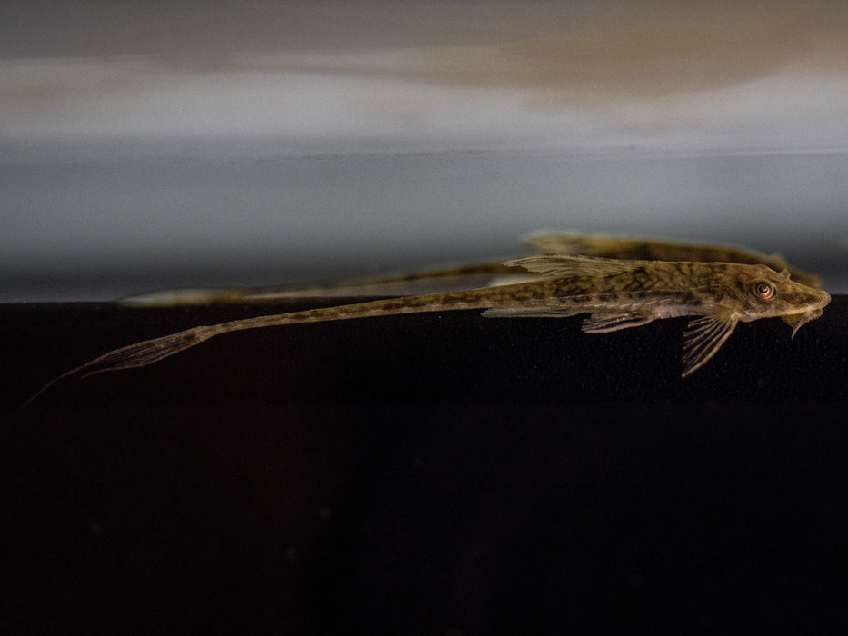 * Pleco * Hemiloricaria beni (Rio Beni whiptail) 6-8cm