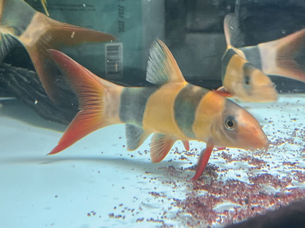 * Other Species * Chromobotia macracanthus (Clown Loach) 12-14cm