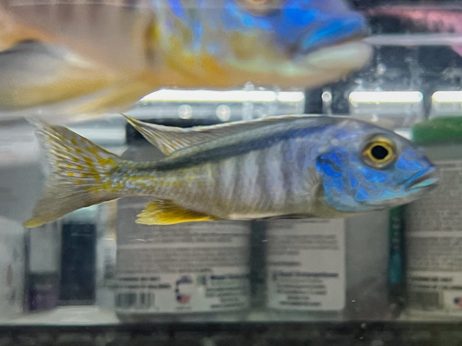 * Cichlids * Buccochromis spectabilis 8-10cm