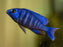 * Cichlids *  Placidochromis sp. Tanzania (Star sapphire) 10-12cm