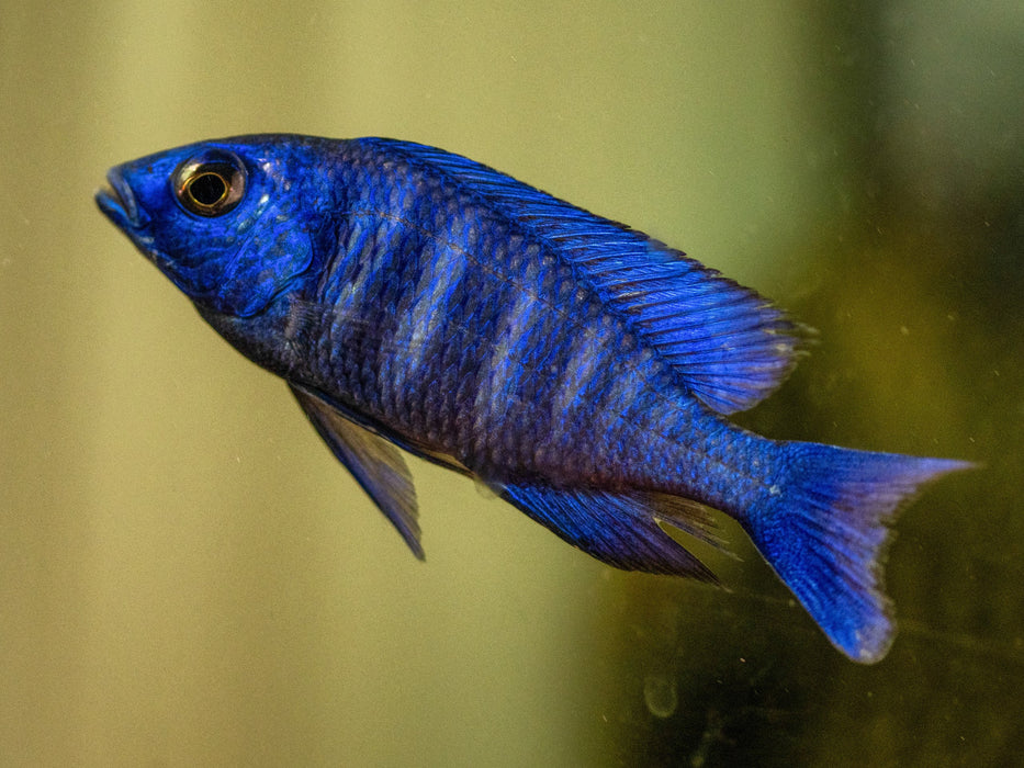 * Cichlids *  Placidochromis sp. Tanzania (Star sapphire) 10-12cm