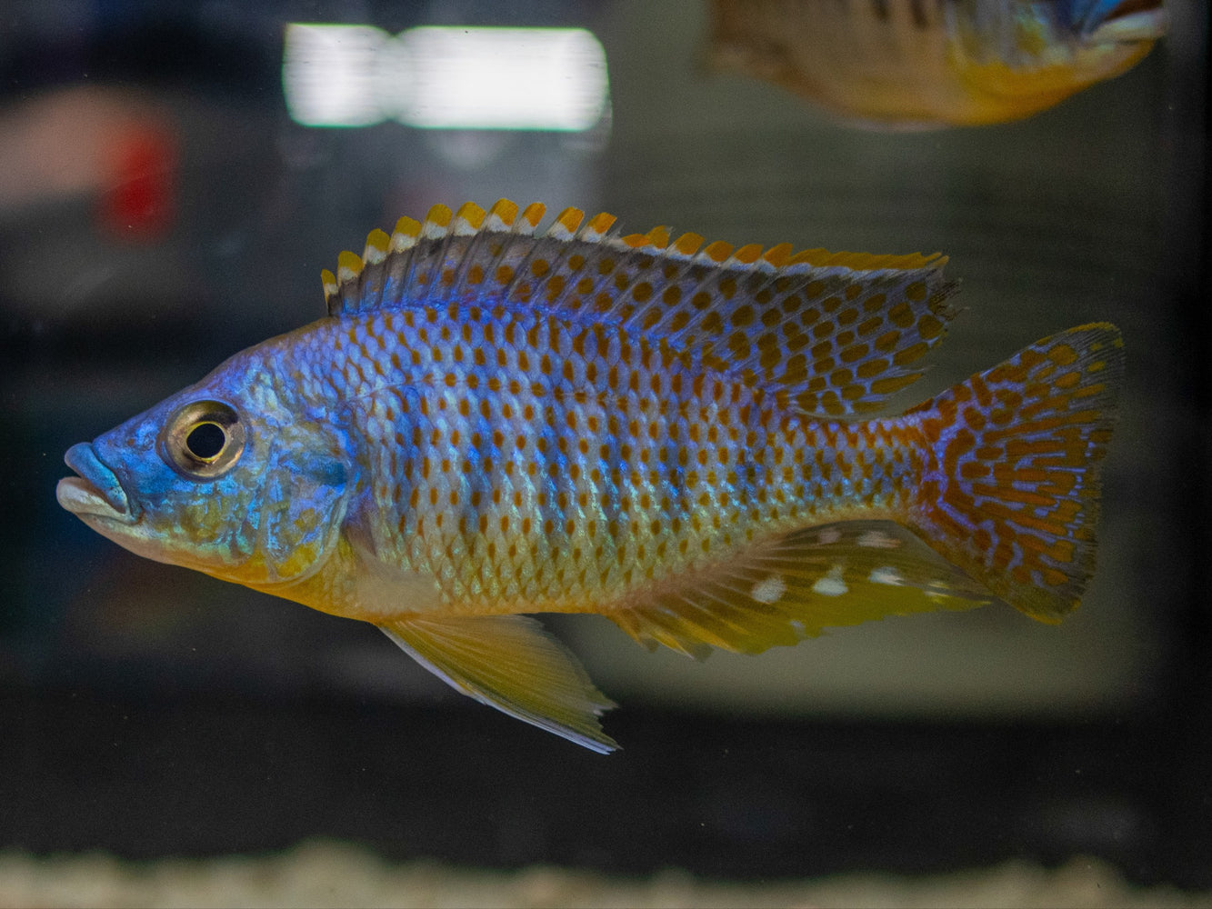 * Cichlids *  Protomelas ornatus (Malawi Ornate thick lips) 10-12cm