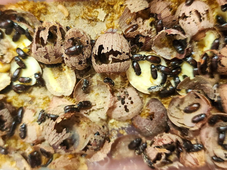 *Feeders * Lotus Seed Beetle Culture (per box)