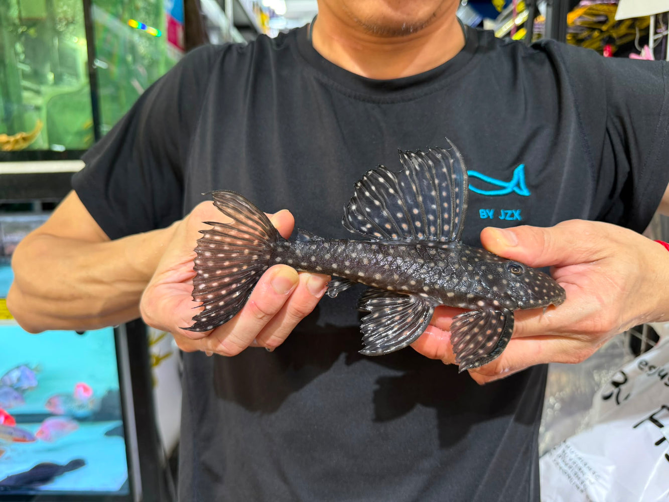 * Pleco *  Hypostomus Roseopunctatus 20-22cm