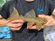 * Pleco *  Hypostomus Fuscomaculatus (L233) 22-24cm