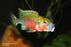 * Cichlids *  Lufubuchromis relictus *Rare* 5cm