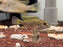 * Cichlids *  Lufubuchromis relictus *Rare* 5cm