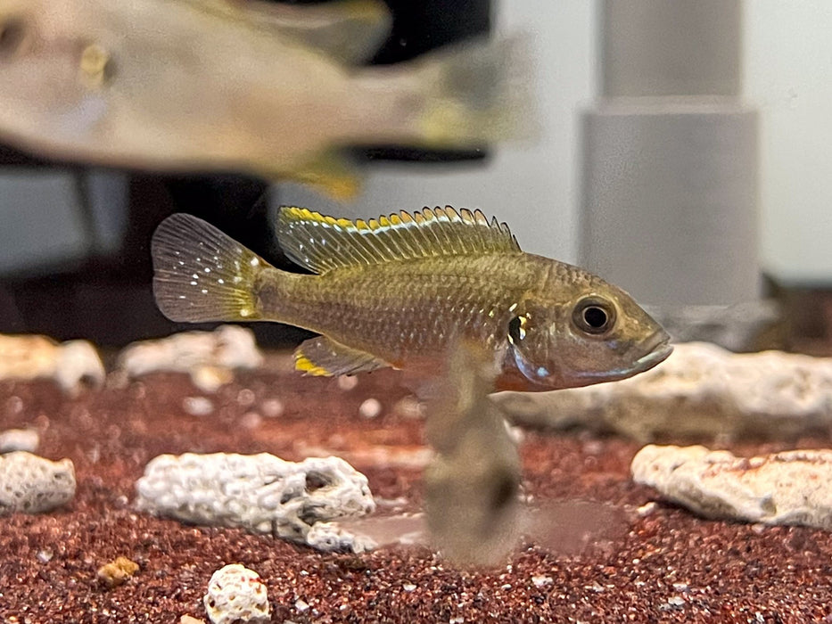 * Cichlids *  Lufubuchromis relictus *Rare* 5cm