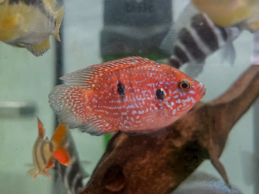 * Cichlids *  Rubricatochromis guttatus Shortbody (Balloon red jewel) 4-6cm