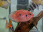 * Cichlids *  Rubricatochromis guttatus Shortbody (Balloon red jewel) 4-6cm
