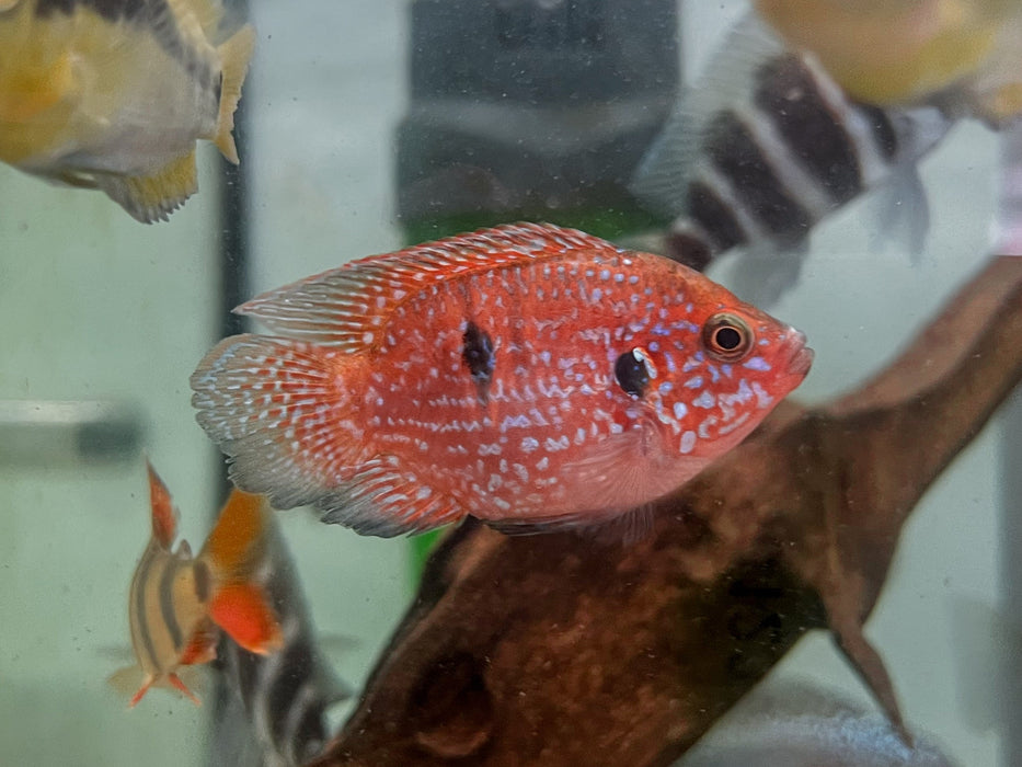 * Cichlids *  Rubricatochromis guttatus Shortbody (Balloon red jewel) 4-6cm