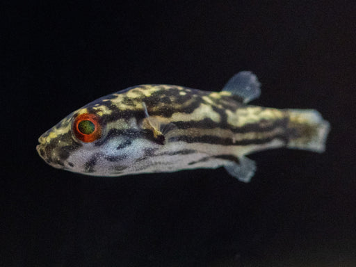 * Other Species * Carinotetraodon salivator (Striped red eye puffer) 3-4cm