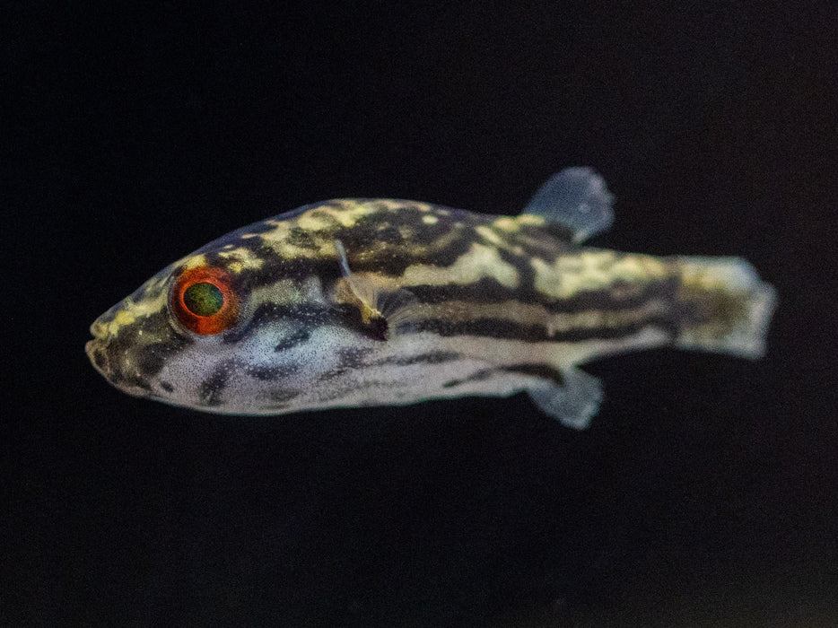 * Other Species * Carinotetraodon salivator (Striped red eye puffer) 3-4cm