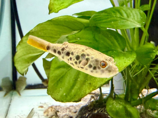 * Other Species * Tetraodon schoutedeni (Congo spotted puffer) 6-7cm