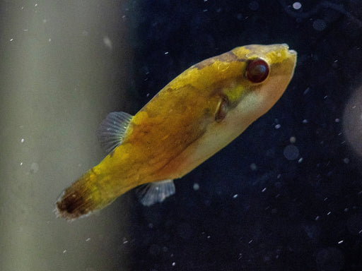 * Other Species * Carinotetraodon borneensis (Borneo red eye puffer) 4-5cm