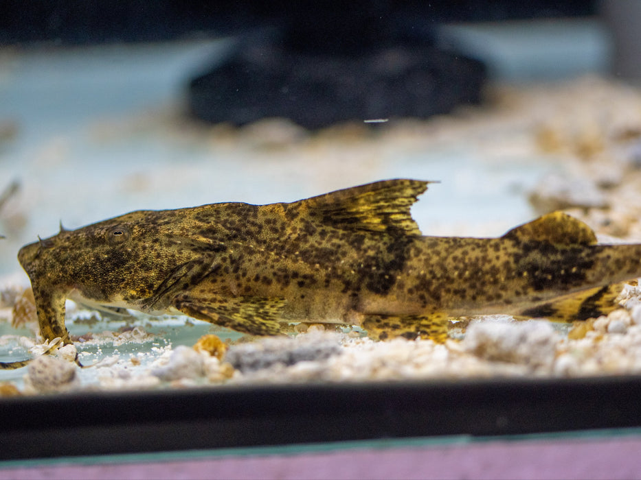 * Catfish *  Bagarius (Bagarius) Yarelli "India" 18-20cm