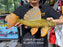 * Pleco *  Hypostomus Luteus phase 3 42cm #LUTP311 (Actual Piece)
