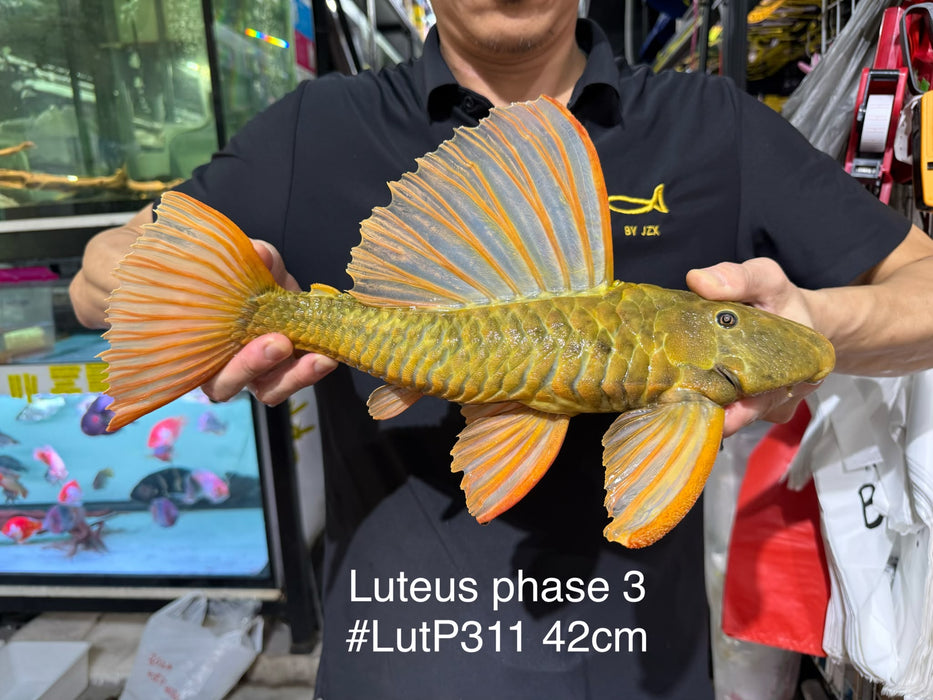 * Pleco *  Hypostomus Luteus phase 3 42cm #LUTP311 (Actual Piece)