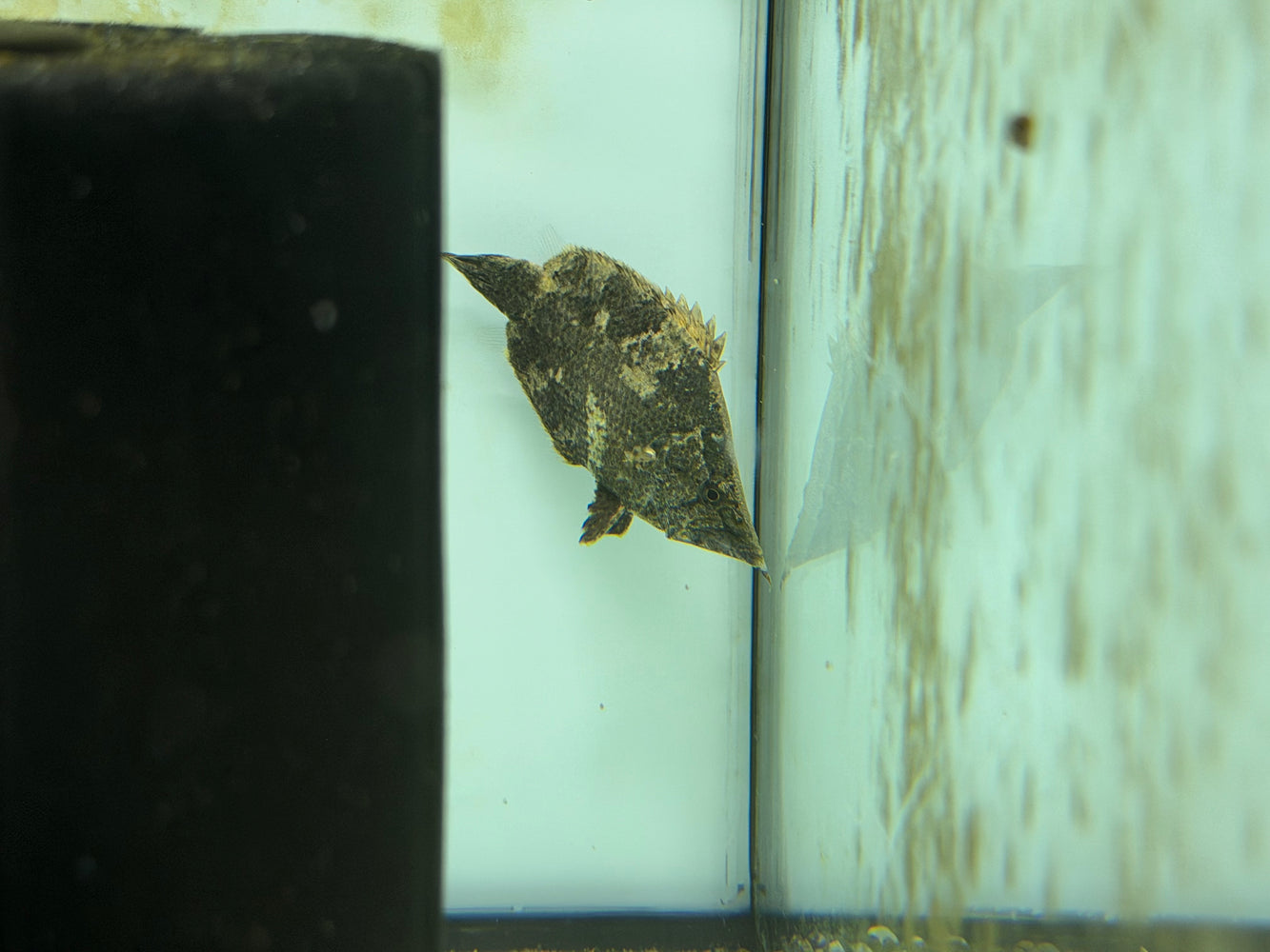 * Other Species * Monocirrhus polyacanthus “Amazon leaf fish” 5-7cm