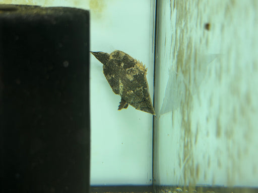 * Other Species * Monocirrhus polyacanthus “Amazon leaf fish” 5-7cm