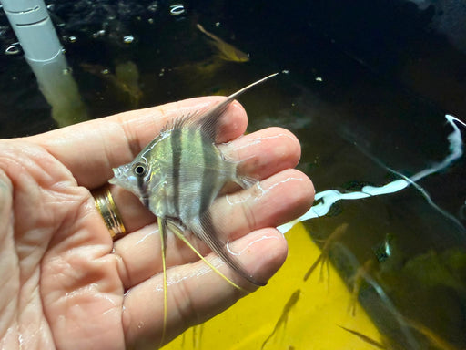 * Discus/Angelfish * Altum Angelfish (Fresh import!)
