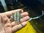 * Discus/Angelfish * Altum Angelfish (Fresh import!)