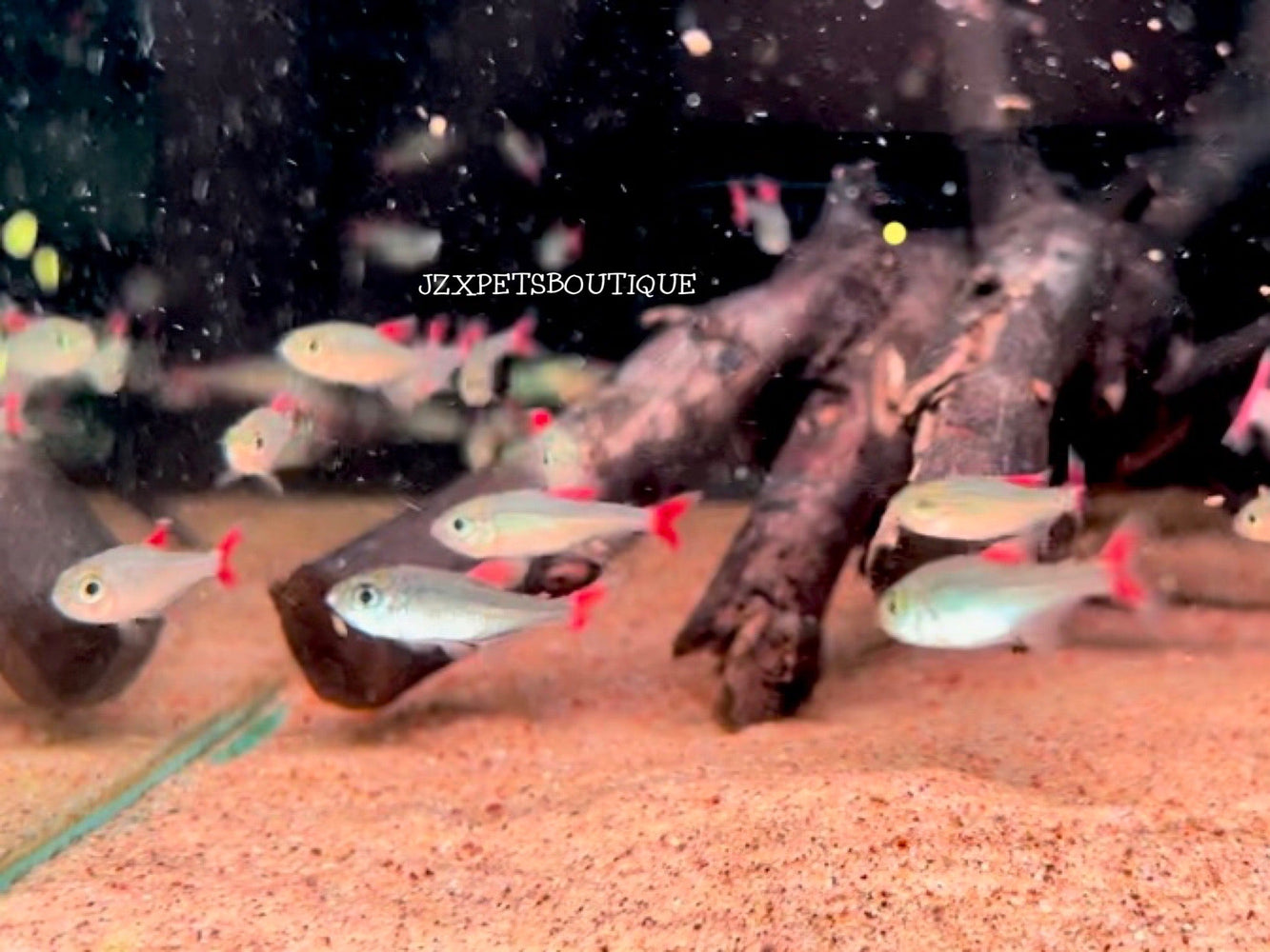 * Tetra/Barb  * Hyphessobrycon Eilyos “WILD”