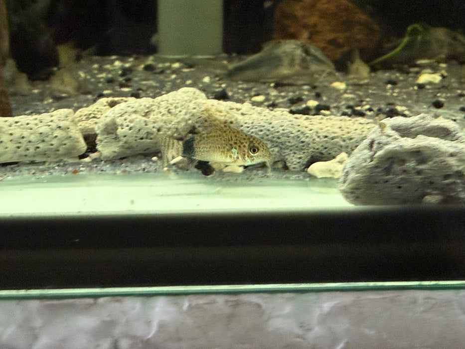 * Corydoras *  Hoplisoma Caudimaculatus 3-4cm