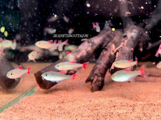 * Tetra/Barb  * Hyphessobrycon Eilyos “WILD”