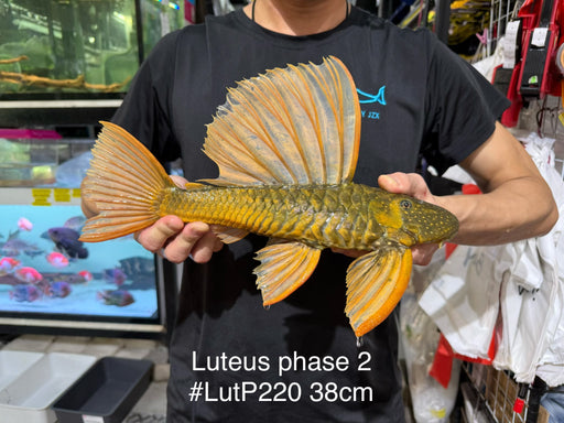 * Pleco *  Hypostomus Luteus phase 2 38cm #LUTP220 (Actual Piece)