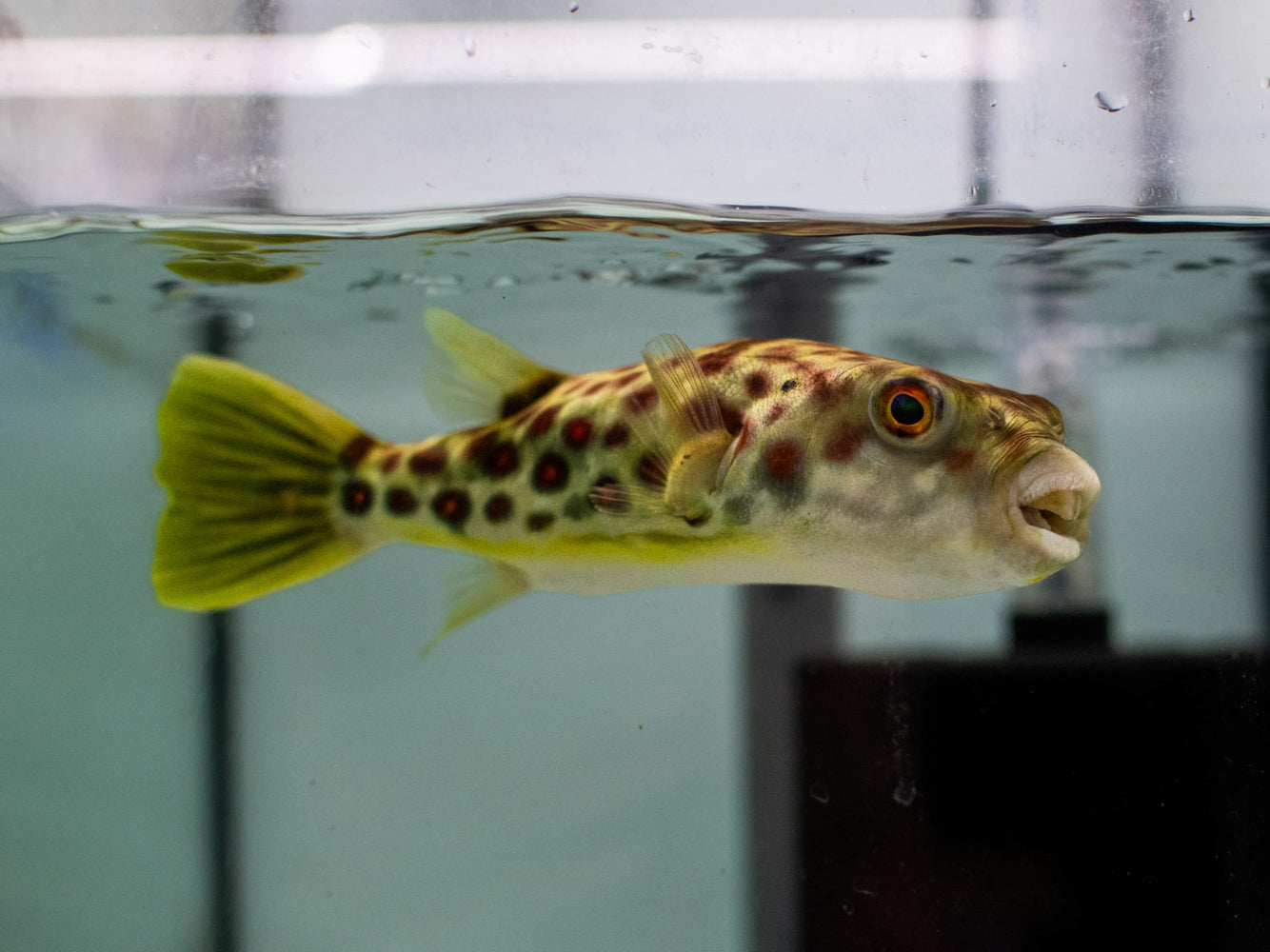* Other Species * Tetraodon pustulatus Cross River Puffer 15-18cm