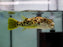 * Other Species * Tetraodon pustulatus Cross River Puffer 15-18cm