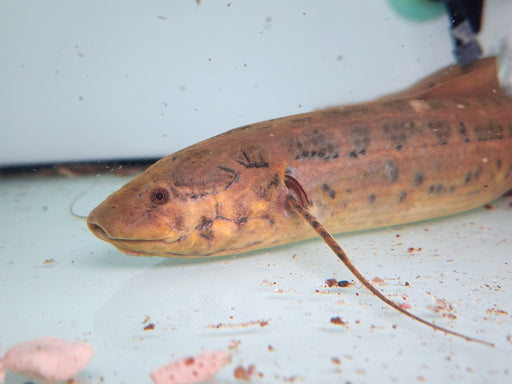 * Other Species * Protopterus Annectens "West African Lungfish" 25-30cm
