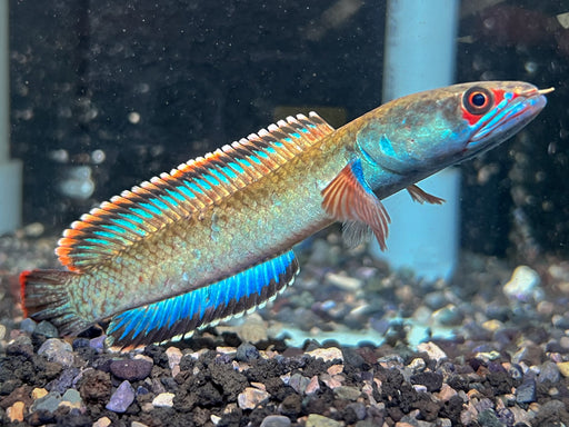 * Channa * Channa pyropthalmus Fire-and-Ice Snakehead 8-10cm