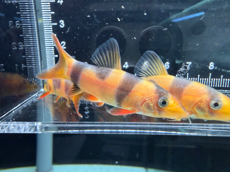 * Other Species * Odd Bar Clown Loach 5-6cm