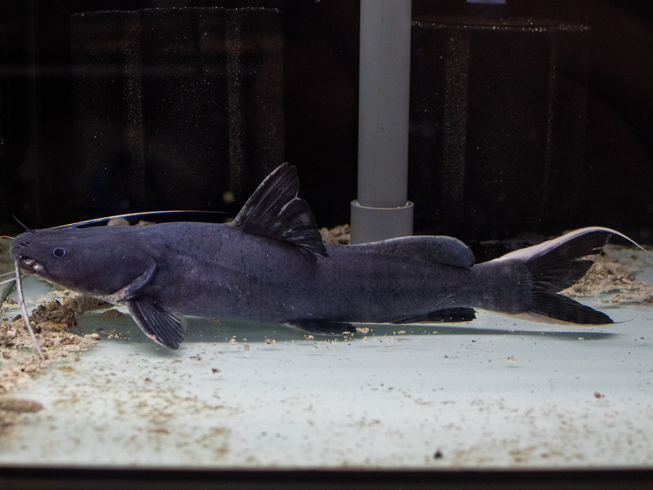 * Catfish *  Hemibagrus wyckii (Crystal-eyed Catfish) 25-30cm