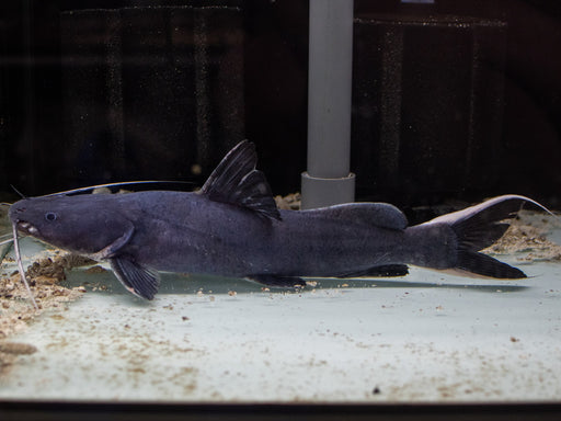 * Catfish *  Hemibagrus wyckii (Crystal-eyed Catfish) 25-30cm