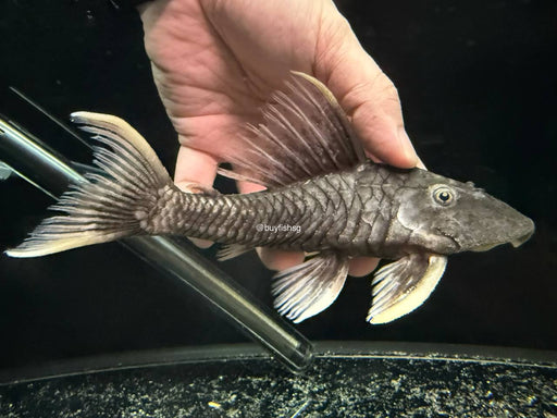 * Pleco *  L360 18-21cm