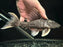 * Pleco *  L360 18-21cm