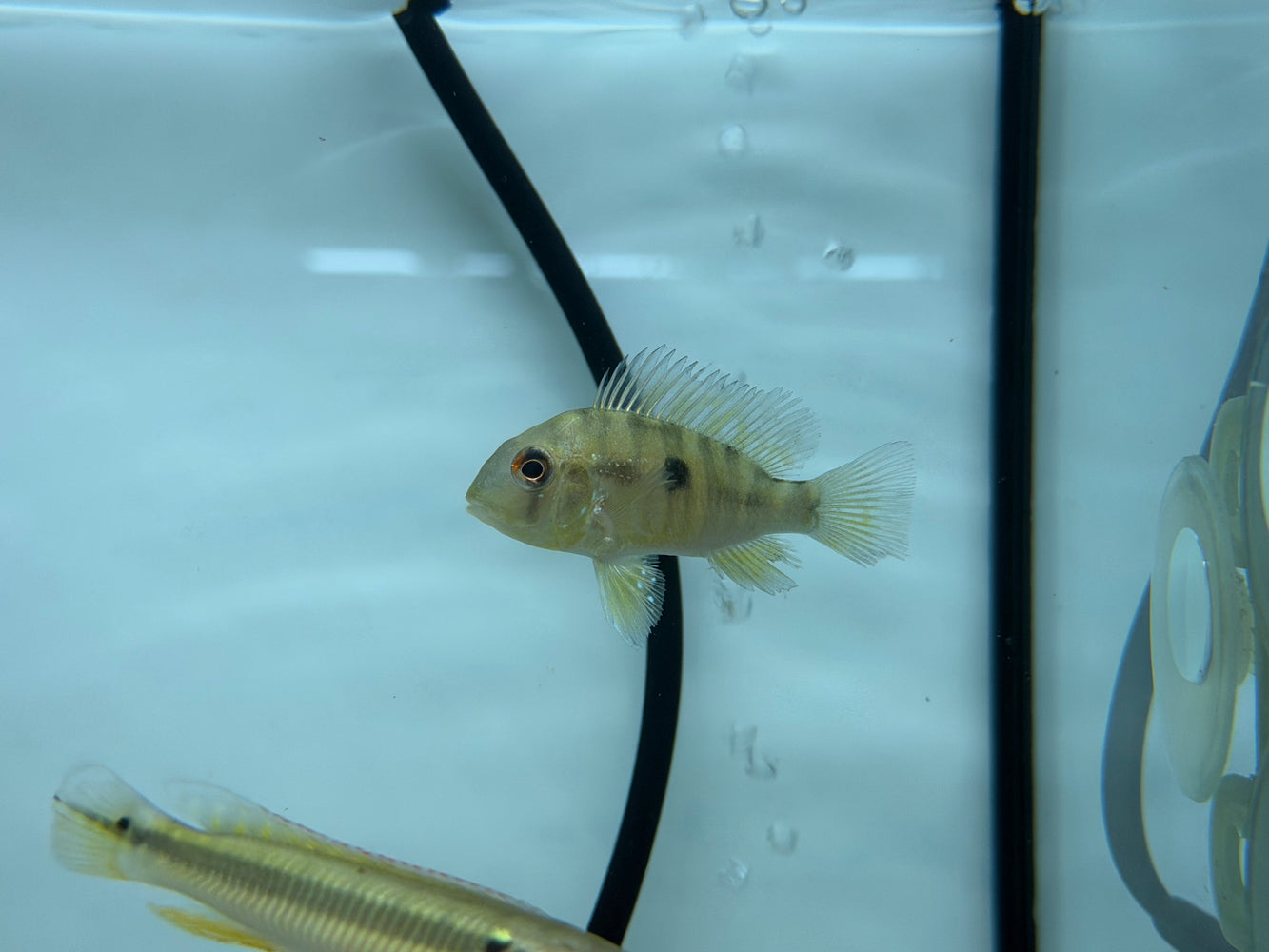 * Cichlids *  Gymnogeophagus balzanii (Argentine humphead) 6-8cm