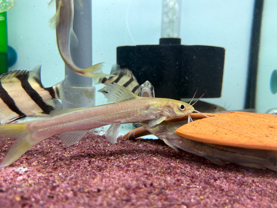 * Catfish *  Mystus Prabini 12-14cm