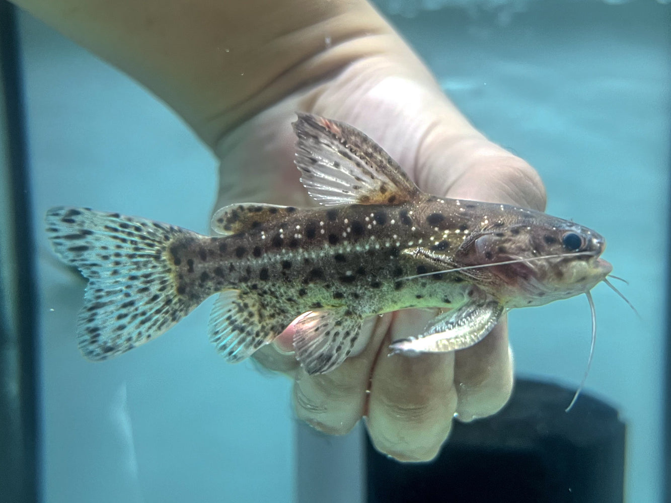 * Catfish *  Liosomadoras morrowi (False Jaguar Catfish)  8-10 cm