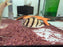 * Other Species * Datnioides undecimradiatus (NTT) 6-8cm