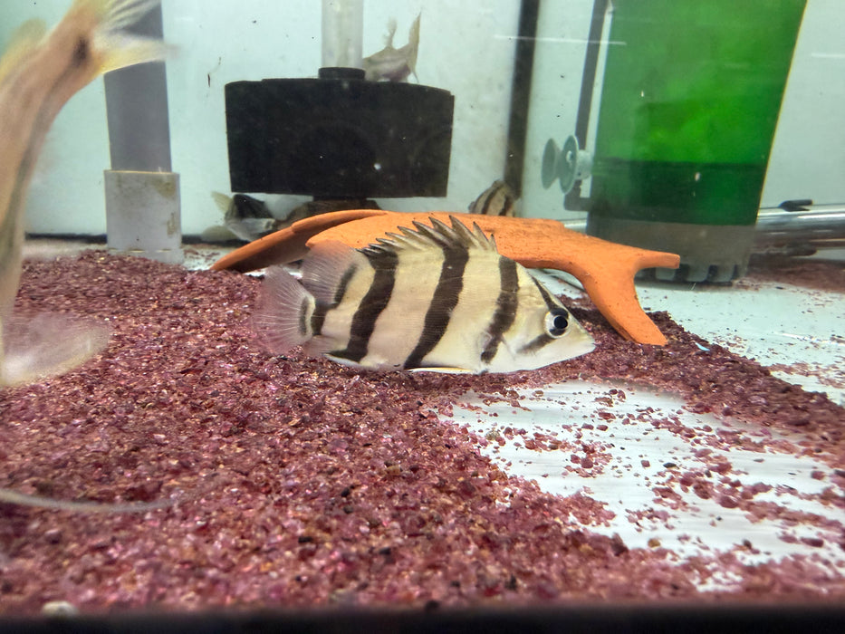 * Other Species * Datnioides undecimradiatus (NTT) 6-8cm