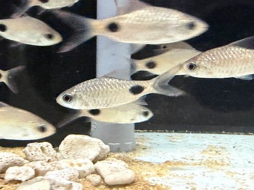 * Tetra/Barb * Dawkinsia Filamentosa (Filament Barb)